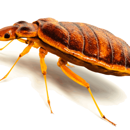 bed-bug-png21-888x679